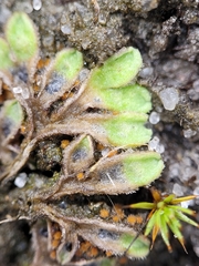 Riccia beyrichiana