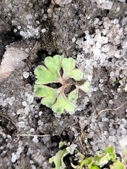 Riccia beyrichiana