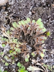 Riccia beyrichiana