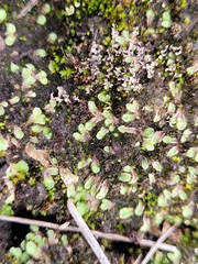 Riccia beyrichiana