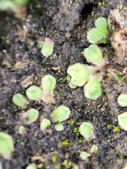 Riccia beyrichiana
