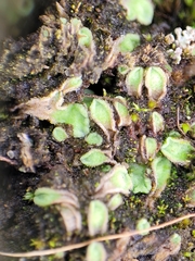 Riccia beyrichiana