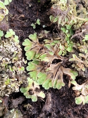 Riccia beyrichiana