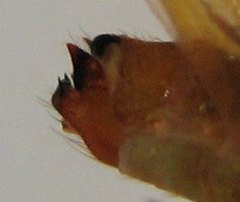 Limnephilus externus