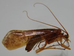 Limnephilus externus