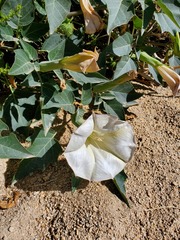 Datura wrightii