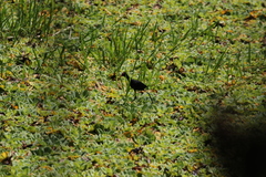 Jacana jacana hypomelaena