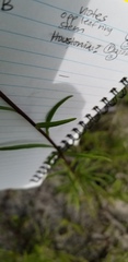 Solidago gracillima
