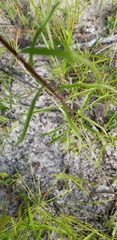 Solidago gracillima