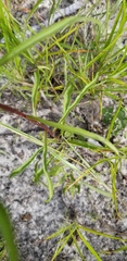 Solidago gracillima