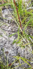 Solidago gracillima
