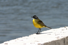 Motacilla flava iberiae
