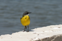 Motacilla flava iberiae