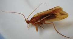 Platycentropus radiatus