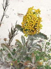 Manulea tomentosa