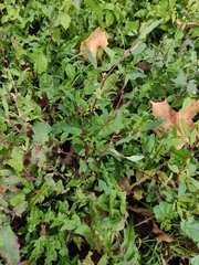 Chenopodium betaceum
