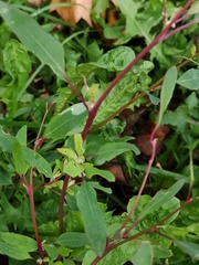 Chenopodium betaceum