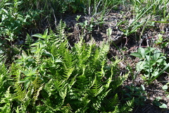 Athyrium yokoscense