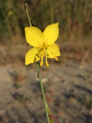 Eulobus californicus