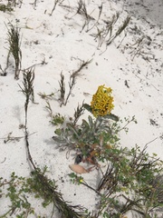 Manulea tomentosa