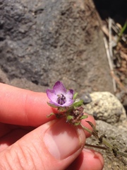 Pholistoma auritum auritum