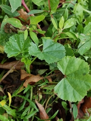 Malva pusilla
