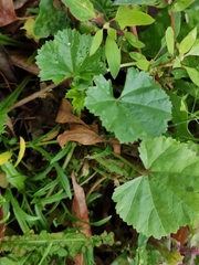 Malva pusilla