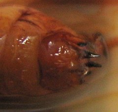 Platycentropus radiatus