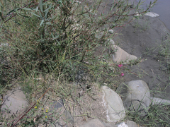 Onobrychis cyri