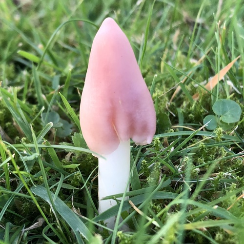 Pink Waxcap