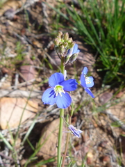 Heliophila macowaniana