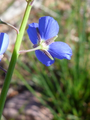 Heliophila macowaniana
