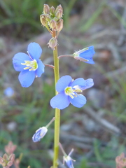 Heliophila macowaniana
