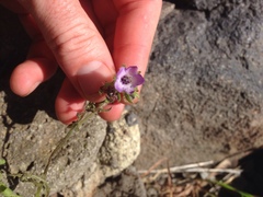 Pholistoma auritum auritum