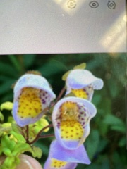 Jovellana