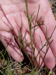 Heliophila macowaniana