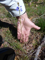 Heliophila macowaniana