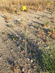 Eulobus californicus