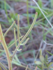 Heliophila macowaniana