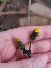 Sonchus oleraceus