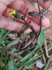 Sonchus oleraceus
