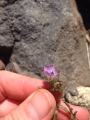 Pholistoma auritum auritum