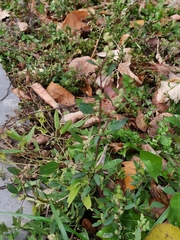 Chenopodium betaceum