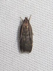 Helcystogramma melantherella