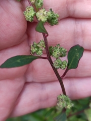 Chenopodium betaceum