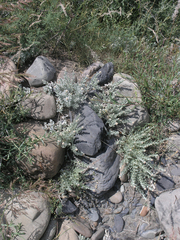 Cladochaeta candidissima