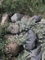 Cladochaeta candidissima