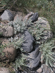 Cladochaeta candidissima