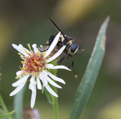 Trichopoda plumipes