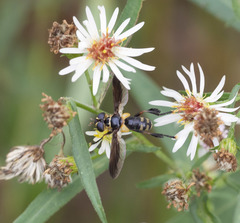 Trichopoda plumipes